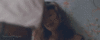 Click image for larger version. 

Name:	tumblr_nd5rwwmHNS1s4jw4io1_500.gif 
Views:	39 
Size:	497.5 KB 
ID:	54039