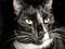Catman's Avatar
