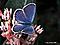 bluebutterfly