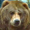 zenbear's Avatar