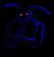 MasterBunny's Avatar