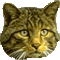 ashsoul's Avatar