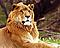 Tigerjosh's Avatar
