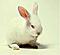 White Rabbit's Avatar