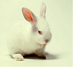 White Rabbit's Avatar