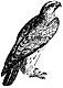 Falcon's Avatar