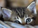 ShyKitty {ManofFaith}'s Avatar