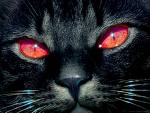 Trentheart_BlackCat's Avatar