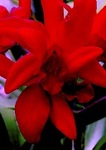 scarlet orchid's Avatar