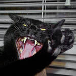 wildcat101's Avatar
