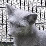 SilverChaosti [EW]'s Avatar