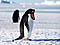 ThePingus's Avatar