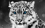 lokii's Avatar