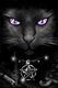 Midnight Kitten's Avatar