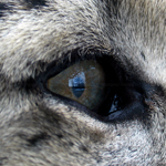 VP's Avatar