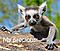little_lemur
