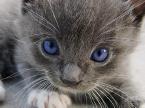 playfulkitty9's Avatar