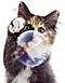Masters_kitty's Avatar