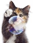 Masters_kitty's Avatar