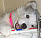 flpuppy's Avatar