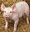 bacon71
