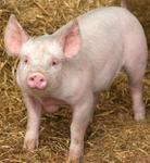 bacon71's Avatar